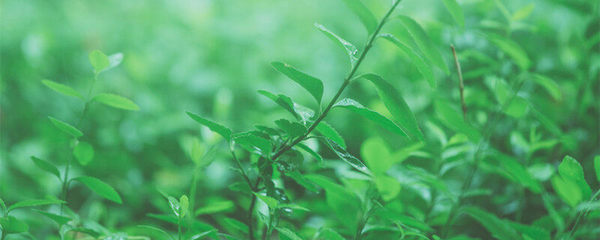 麻黄碱的植物来源与工业提取工艺