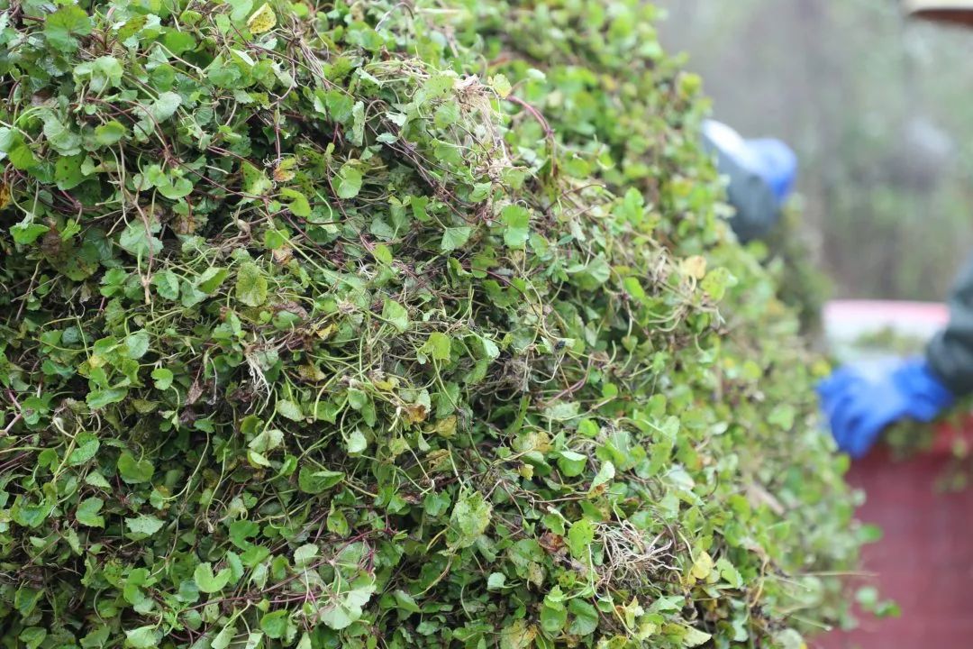 乡村行看振兴丨木瓜套种雷公根 “野草”也能效益高 工业植物提取