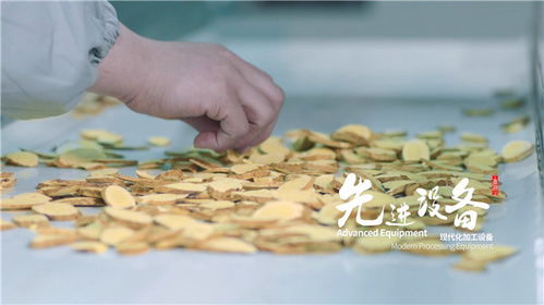 天芪生物科技赋能，子洲黄芪工业提取焕新传承